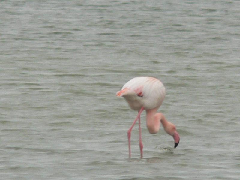 2008_12_Camargue_04 Les Saintes Maries_03.jpg